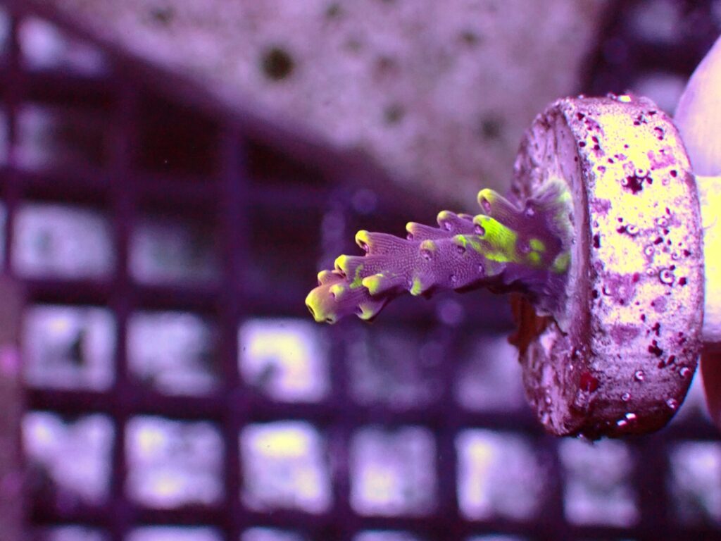 RR Grafted Redbull Acro — WYSIWYG