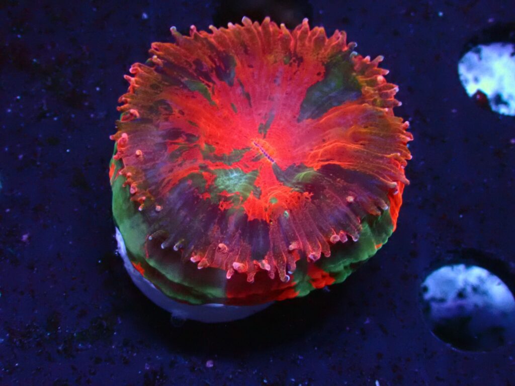 Matsergrade — WYSIWYG