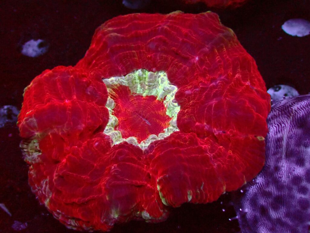 Ultra Red — WYSIWYG