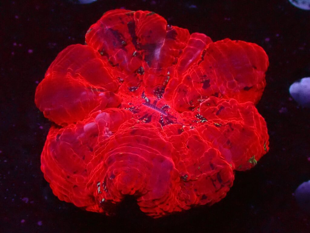 Ultra Red — WYSIWYG