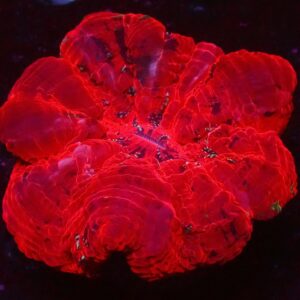 Ultra Red — WYSIWYG