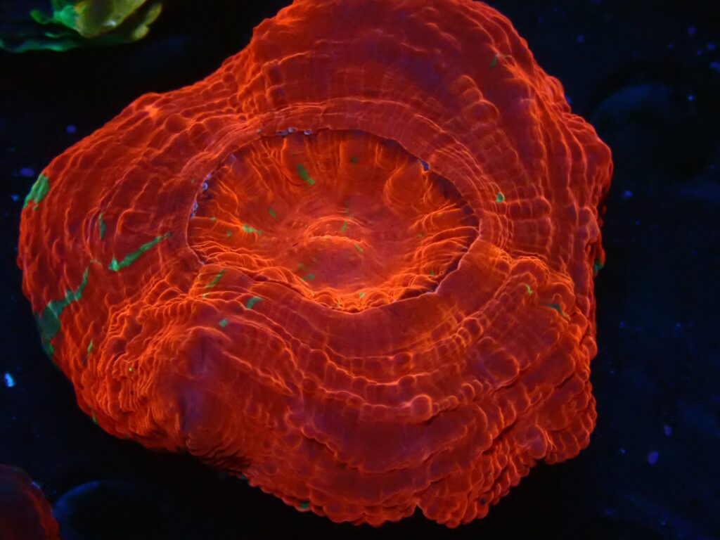 Ultra Red — WYSIWYG