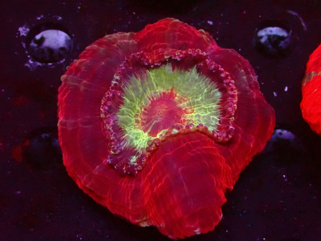 Ultra Red — WYSIWYG